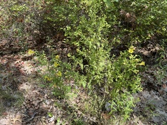 Aureolaria pedicularia