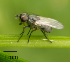 Brachycera