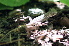 Sceloporus graciosus vandenburgianus