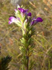 Muraltia spicata