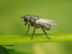Brachycera