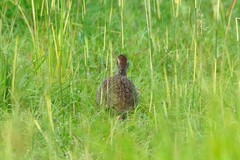 Pternistis icterorhynchus