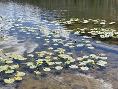 Nuphar polysepala