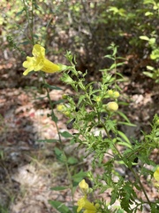 Aureolaria pedicularia