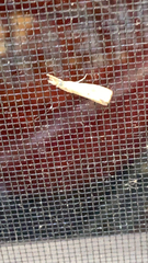Agriphila vulgivagellus