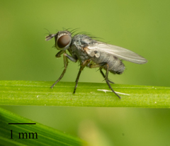 Brachycera