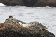 Phoca vitulina richardii