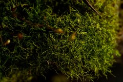 Leptobryum pyriforme