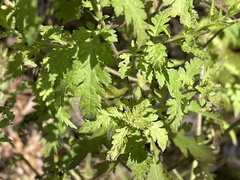 Aureolaria pedicularia