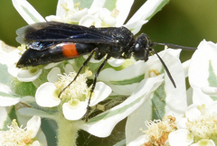 Stizoides renicinctus