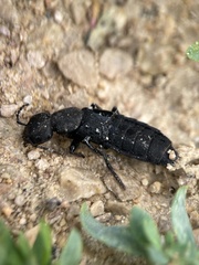 Ocypus olens