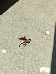 Myzinum quinquecinctum