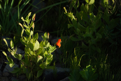 Erythranthe cardinalis