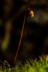 Leptobryum pyriforme