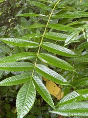 Rhus typhina