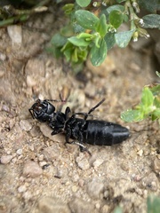 Ocypus olens
