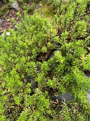 Phyllodoce glanduliflora