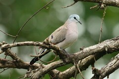 Turtur abyssinicus