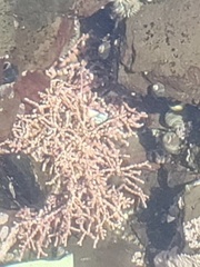 Calliarthron tuberculosum