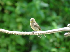 Sporophila corvina