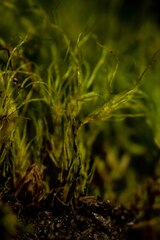 Leptobryum pyriforme