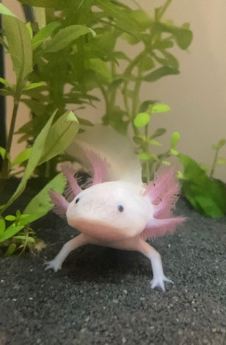 Axolotl