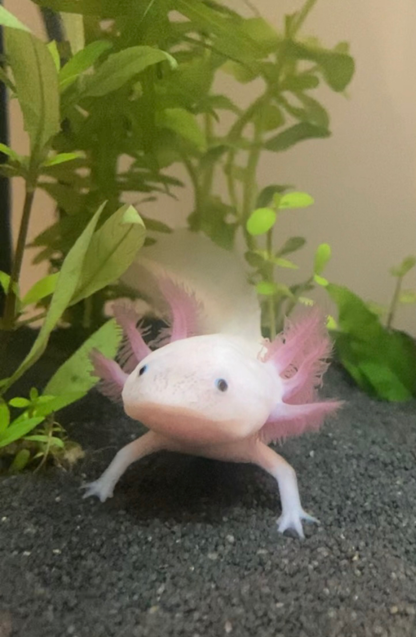 Amphibien ambystoma mexicanum (axolotl) : fiche complète