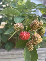 Rubus