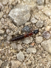 Xantholinus