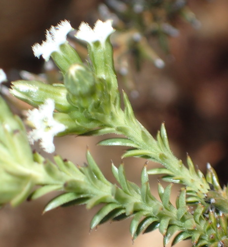 Image of Pretty Rootthug by (c) Nicola van Berkel, some rights reserved (CC BY-SA)