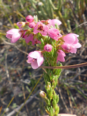 Erica elimensis