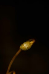 Leptobryum pyriforme