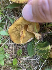 Suillus americanus