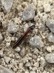 Xantholinus