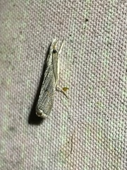 Parapediasia teterrellus