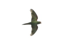 Psittacara erythrogenys