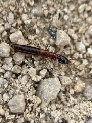 Xantholinus
