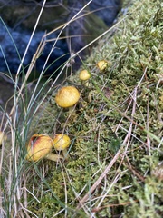 Suillus americanus