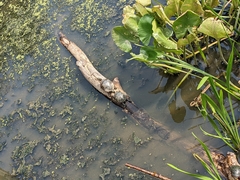 Chrysemys picta picta