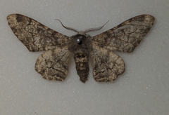 Biston betularia