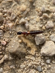 Xantholinus