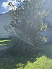 Cortaderia selloana