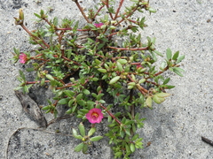 Portulaca amilis