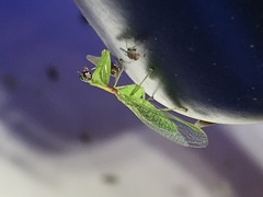 Zeugomantispa minuta