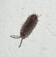 Porcellio spinicornis