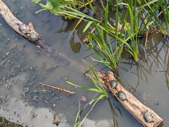 Chrysemys picta picta