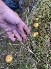 Suillus americanus