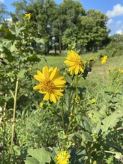 Silphium