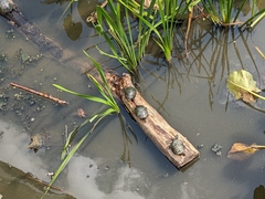 Chrysemys picta picta