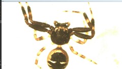 Synema globosum